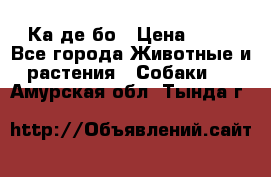 Ка де бо › Цена ­ 25 - Все города Животные и растения » Собаки   . Амурская обл.,Тында г.